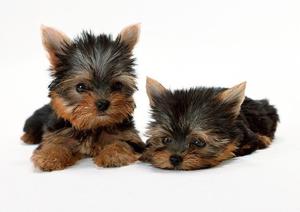 Yorkshire cachorros minis