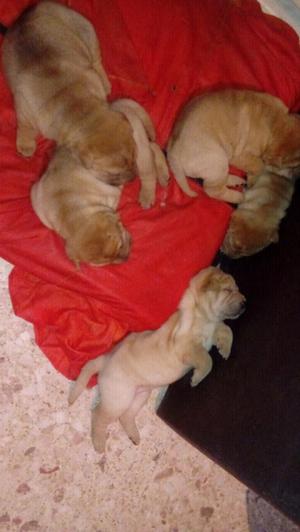 cachorros shar pei