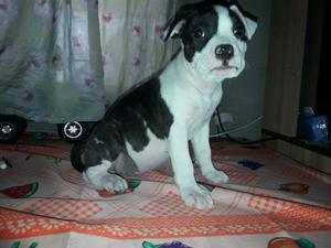 Cachorros American bully