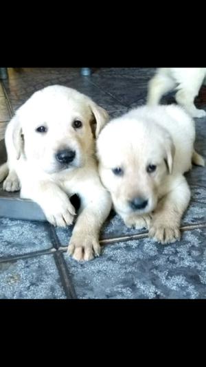 Cachorros Labradores Hermosos!