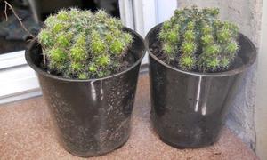 Cactus echinopsis oxigona maceta 9
