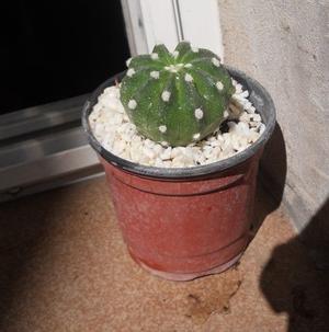 Cactus echinopsis subdenudata maceta10