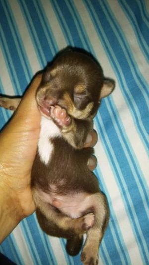 Chihuahua para reservar