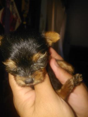 Hermosos cachorros Yorkshire