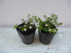 Plantín de Erika (Cuphea hyssopifolia Blanco)