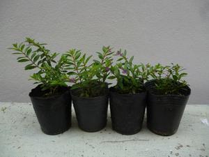 Plantín de Erika (Cuphea hyssopifolia Fucsia)