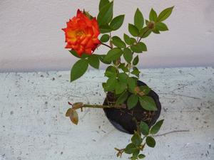 Plantín de Rosas Enanas