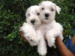 SCHNAUZER MINIATURA CACHORROS BLANCOS