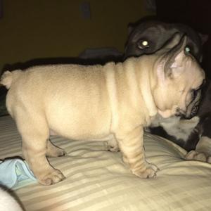 Vendo cachorra bulldog francés con fca