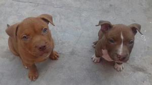 cachorros pitbull red nose macho y hembra