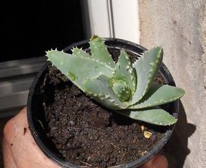 planta aloe ferox felina maceta 10