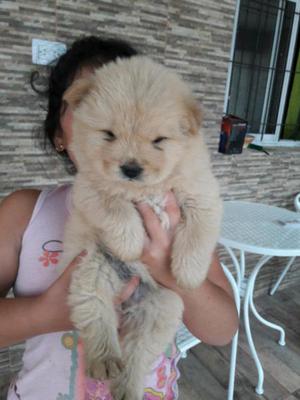 Cachorra chow chow color crema