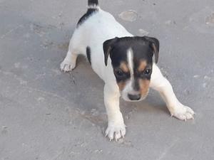 Cachorros jack Russell