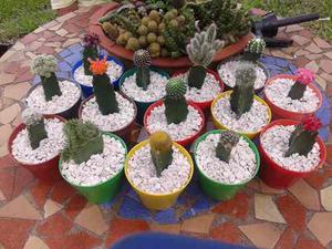 Cactus Injertados Por Mayor Cultivos Allucgardens