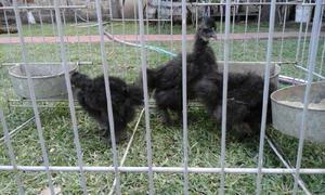 Gallinas Sedosas Del Japon Negras Pollitos