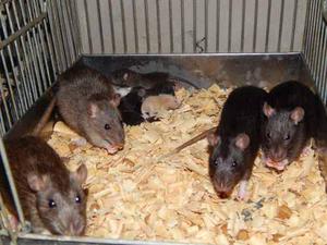 Ratas Y Ratones Mascotas Alimento Americanas O Laboratorio