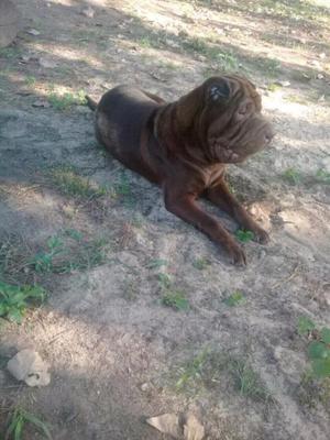 Sharpei Macho 9 meses