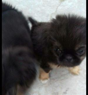 Vendo cachorritos de pekines mini mini