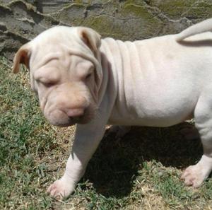 shar pei listos para entregar