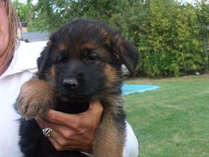 Cachorros Ovejeros Alemanes envio a todo el pais