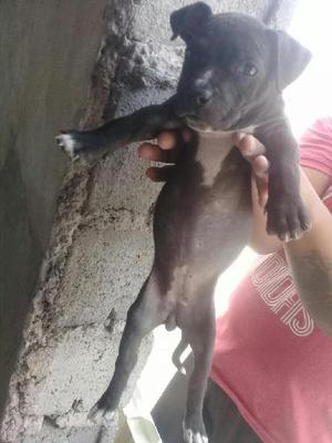 Cachorros Pitbull de 50 Dias Dsparacita2