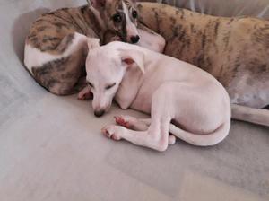 Cachorros de galgo whippet en venta