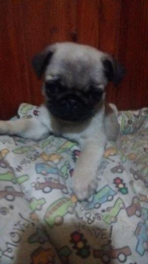 Hermosos cachorros pug carlino zona La Plata.