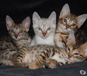 Hermosos gatitos de Bengala en venta