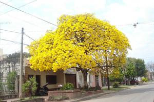Lapacho amarillo, árbol