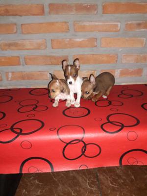 Pinscher hembra enanas