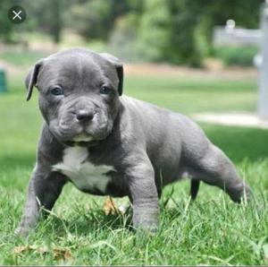 Pitbull blue nose cachorro 45 dias excelente