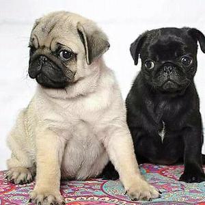 Pug carlinos MACHOS con FCA
