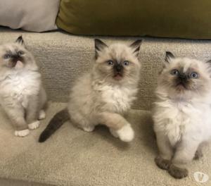 Pure Raza pedigrí Ragdoll gatitos