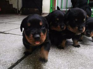 Vendo Cachorros Rottwailer