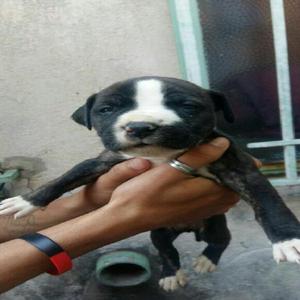 Vendo Pitbull A. Stanfford Terrier