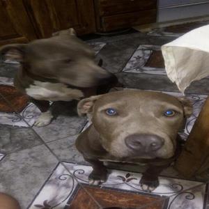 Vendo Pitbull Blue Hembra