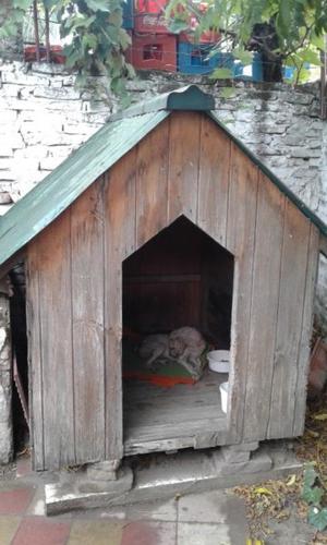 casa para perro grande, madera y techo de chapa