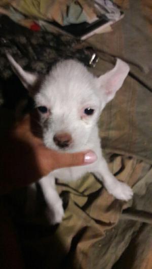 chihuahua mini 3mese