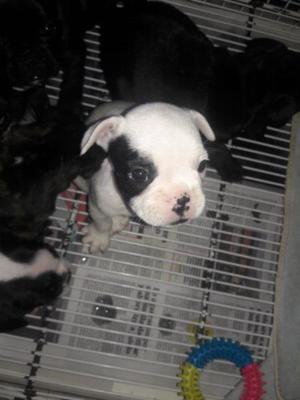 Cachorros Bulldog frances