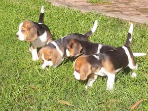 Beagles tricolor de 13 pulgadas 15-23021919