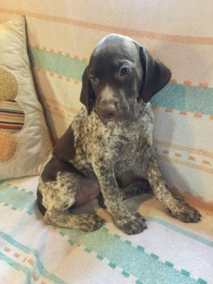 Cachorra Braco Alemán