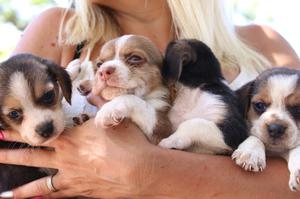Cachorros beagle macho y hembra