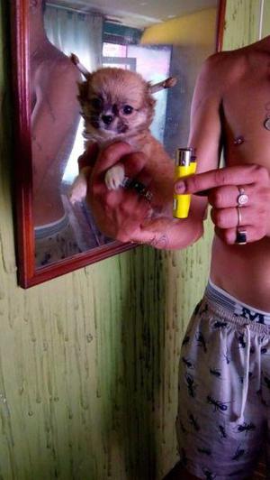 Chihuahua miniatura hembrita