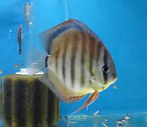 Discus Virgin Red Adulto Pecera Tropical Polypterama