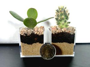 Petit Mini Terrario « Cactus y suculentas » Souvenir