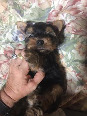 Yorkshire terrier machos bien chiquitos desde