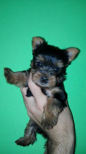 Yorkshire terrier machos y hembras