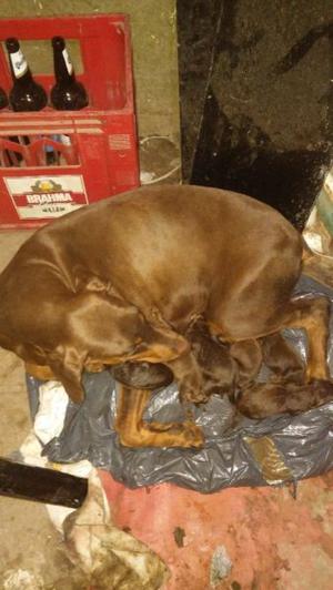 cachorros dobermans marrones