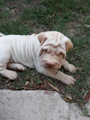 Cachorros Shar Pei