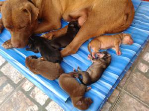 Cachorros pitbull... 1500